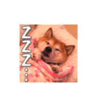 柴犬 虎太郎スタンプ（個別スタンプ：11）