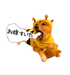 柴犬 虎太郎スタンプ（個別スタンプ：12）