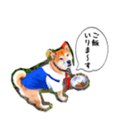 柴犬 虎太郎スタンプ（個別スタンプ：13）