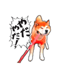 柴犬 虎太郎スタンプ（個別スタンプ：14）