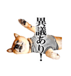 柴犬 虎太郎スタンプ（個別スタンプ：15）