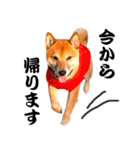 柴犬 虎太郎スタンプ（個別スタンプ：16）