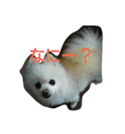 POMERANIAN's/（個別スタンプ：1）