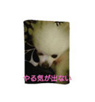 POMERANIAN's/（個別スタンプ：3）