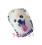 POMERANIAN's/（個別スタンプ：5）