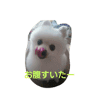 POMERANIAN's/（個別スタンプ：7）