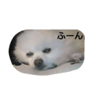 POMERANIAN's/（個別スタンプ：8）