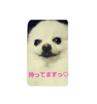 POMERANIAN's/（個別スタンプ：9）