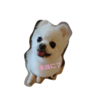 POMERANIAN's/（個別スタンプ：11）