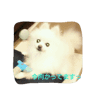 POMERANIAN's/（個別スタンプ：12）