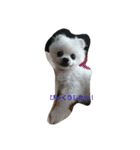 POMERANIAN's/（個別スタンプ：13）