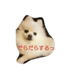 POMERANIAN's/（個別スタンプ：16）