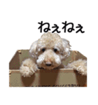 犬のきもち 3（個別スタンプ：2）