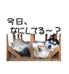 犬のきもち 3（個別スタンプ：3）