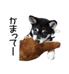 犬のきもち 3（個別スタンプ：5）