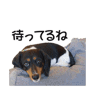 犬のきもち 3（個別スタンプ：6）