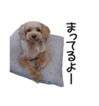 犬のきもち 3（個別スタンプ：7）