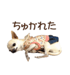 犬のきもち 3（個別スタンプ：10）