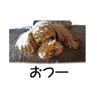 犬のきもち 3（個別スタンプ：11）