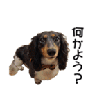 犬のきもち 3（個別スタンプ：17）