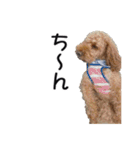 犬のきもち 3（個別スタンプ：18）