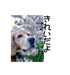 犬のきもち 3（個別スタンプ：20）