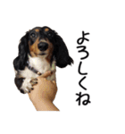 犬のきもち 3（個別スタンプ：27）