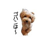 犬のきもち 3（個別スタンプ：30）