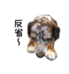 犬のきもち 3（個別スタンプ：36）