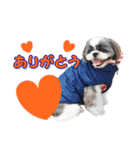 モデル犬スタンプ☆（個別スタンプ：5）