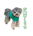 モデル犬スタンプ☆（個別スタンプ：6）