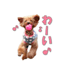 モデル犬スタンプ☆（個別スタンプ：7）
