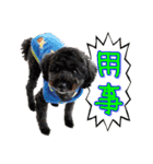 モデル犬スタンプ☆（個別スタンプ：9）