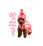 モデル犬スタンプ☆（個別スタンプ：10）