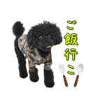 モデル犬スタンプ☆（個別スタンプ：13）
