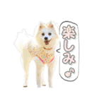 モデル犬スタンプ☆（個別スタンプ：15）