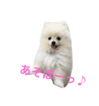 モフモフジョーくん（個別スタンプ：8）