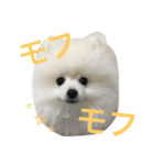 モフモフジョーくん（個別スタンプ：10）