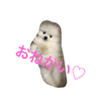モフモフジョーくん（個別スタンプ：16）