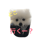 モフモフジョーくん（個別スタンプ：17）