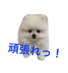 モフモフジョーくん（個別スタンプ：21）