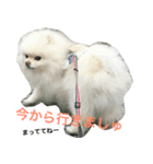ポメラニアン雪丸2（個別スタンプ：3）
