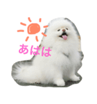 ポメラニアン雪丸2（個別スタンプ：4）