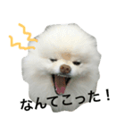 ポメラニアン雪丸2（個別スタンプ：5）
