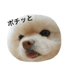 ポメラニアン雪丸2（個別スタンプ：8）