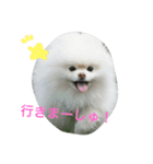 ポメラニアン雪丸2（個別スタンプ：10）