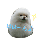 ポメラニアン雪丸2（個別スタンプ：15）
