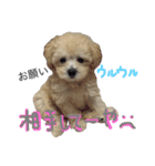 わがままティンバくん（個別スタンプ：4）