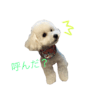 わがままティンバくん（個別スタンプ：11）