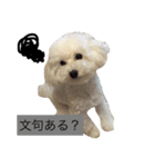 わがままティンバくん（個別スタンプ：13）